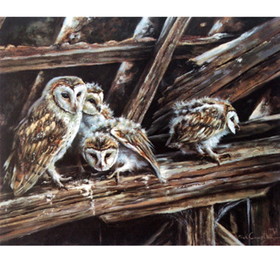 Print - Young Barn Owls