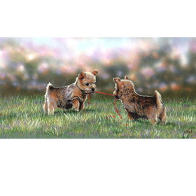 Print - Tug Of Love (Norfolk Terrier Pups)
