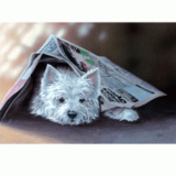 Sally Mitchell Fine Art Dog Prints - Highland News