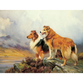 Print - Collies In A Highland Landscape