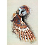 Print - Barn Owl Spreading Wing