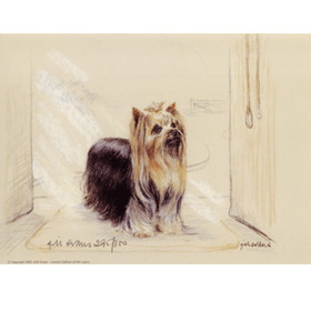 Print - Yorkshire Terrier
