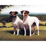 Card - Wisdom And Youth (Jack Russell's) 6/Pack