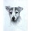 Print - Jack Russell Terrier