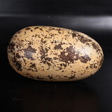 Winterland DINO-THEROPOD-EGG-12 12