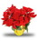 LEDgen FL-POINSETTIA-12FL-RE Poinsettia With 12 Leaves in Gold Foil Planter