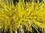 MYLAR GOLD AND TRANSLUCENT YELLOW GARLAND