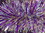 SILVER AND GOLD AND TRANSLUCENT PURPLE GARLAND