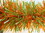 TRANSLUCENT ORANGE AND MATTE LIGHT GREEN
