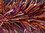 TRANSLUCENT PURPLE METALLIC ORANGE AND BROWN GARLAND