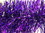 LEDgen HP-GAR-PUT-06 6" Translucent Purple Garland 20' Sections