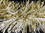 WHITE AND GOLD PVC/MYLAR GARLAND