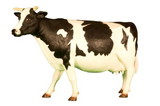 LEDgen WL-LLCOWHU-05 5' Life Like Cow with Head Up