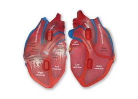 Learning Resources LER1902 Cross-Section Human Heart Model