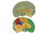Learning Resources LER1903 Cross-Section Human Brain Model