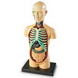 Learning Resources LER3336 Human Body Anatomy Model