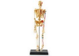 Learning Resources LER3337 Anatomy Model - Skeleton