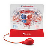 Learning Resources LER3535 Pumping Heart Model