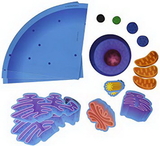 Learning Resources LER6039 Giant Magnetic Animal Cell