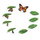 Learning Resources LER6043 Giant Magnetic Butterfly Life Cycle