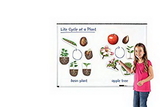 Learning Resources LER6045 Giant Magnetic Plant Life Cycle
