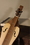 Roosebeck DMGWS4 Roosebeck Grace Mountain Dulcimer 4-String Vaulted Fretboard Spruce F-Holes - Walnut