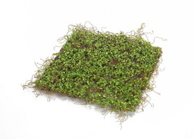 Melrose 66252DS Moss Mat (Setof 12) 12"SQ Polyester/Plastic