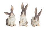 Melrose 74271DS Rabbit (Set of 6) 6.5
