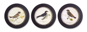 Melrose 74333DS Framed Bird Print (Set of 3) 9.5"D MDF