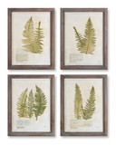 Melrose 74577DS Framed Fern Print (Set of 4) 17.75