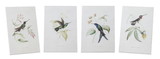 Melrose 82034DS Hummingbird Print (Set of 4) 5.5