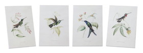 Melrose 82034DS Hummingbird Print (Set of 4) 5.5"L x 8"H Wood/MDF/Paper
