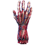 Morris Costumes 85-055 Skinned Right Hand