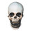 Morris Costumes DU350 Skull Halloween Mask for Adults