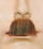 Lacey Wigs LW408BK Men's Synthetic Chaplin Mustache