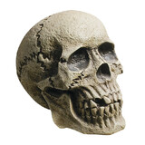 Morris Costumes MR122235 Rotting Skull