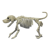 Morris Costumes SE18131 Beagle Bonez Dog Skeleton Halloween Decoration