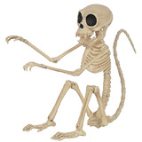 Monkey Skeleton