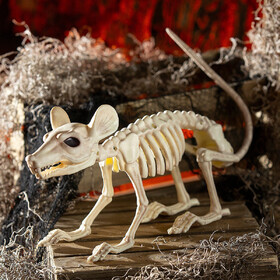 Morris Costumes SEW83828 24" x 7" Plastic Rat Skeleton Halloween Tabletop Decoration