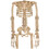 Morris Costumes SEZ28054 37" Alien Skeleton Decoration