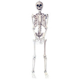 Morris Costumes SS39287 5 Ft. Skeleton Pose & Hold Halloween Decoration