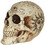 Gemmy SS64352 7" Zodiac Skull Halloween Decoration