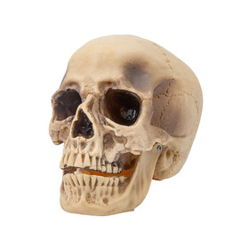 Sunstar SS79639 Realistic Rotting Skull Halloween Decoration