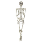 Morris Costumes SS80010 3' Hanging Skeleton Halloween Decoration