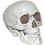 Sunstar SS84342 Skull with Moveable Jaw Halloween Decoration