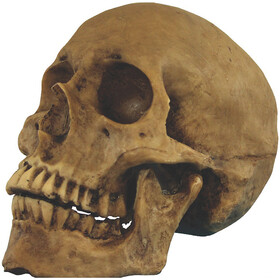 Morris Costumes TA495 Small Skull Resin Cranium Halloween Decoration