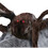 Morris Costumes TT56042 Brown Jumping Spider Decoration