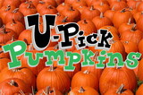 NEOPlex BN0111 Halloween U Pick Pumpkins 24