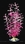 Penn-Plax Blooming Ludwigia / Pink