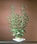 Penn-Plax Blooming Ludwigia  / Medium - Green